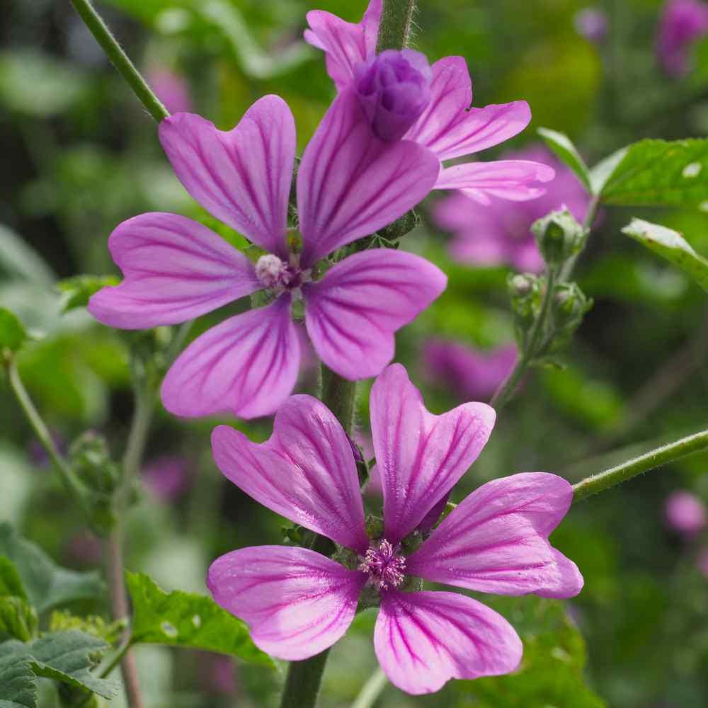 Hollyhock "Zebrina" seeds