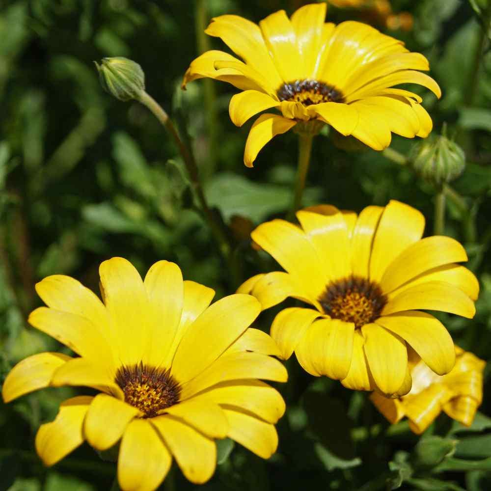 African Daisy "Twist" seeds - "Orange and Yellow"