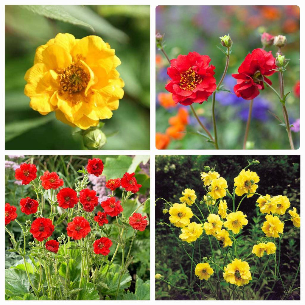 Geum "Mrs. Bradshaw" and "Lady Stratheden" Mix seeds