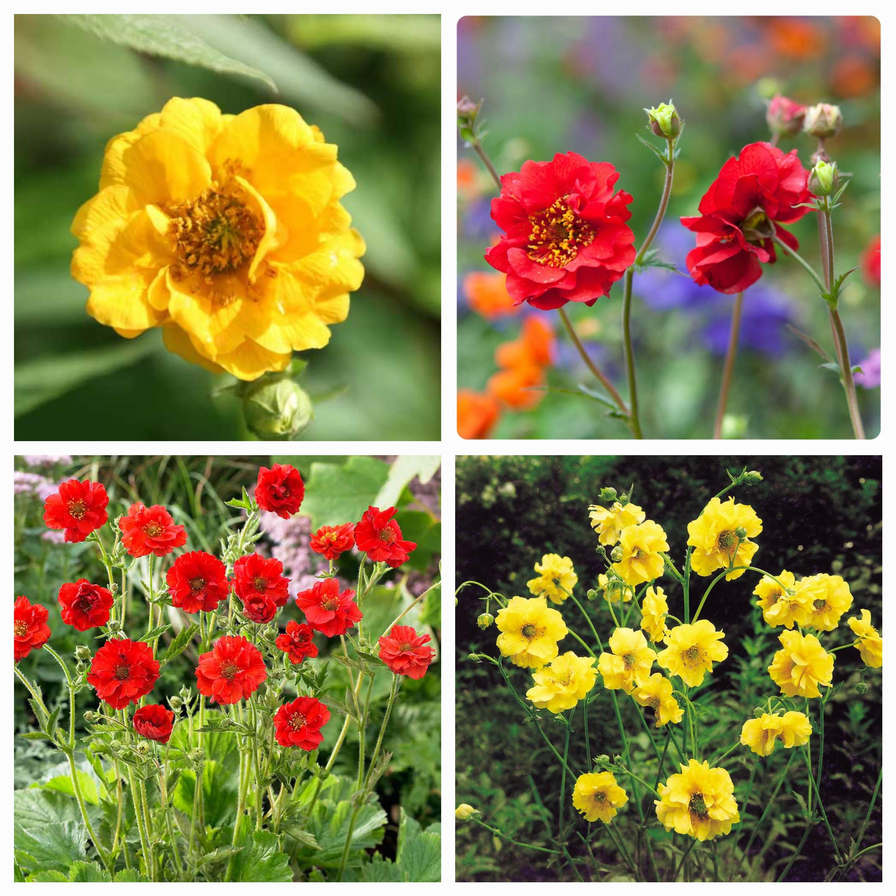 Geum "Mrs. Bradshaw" and "Lady Stratheden" Mix seeds