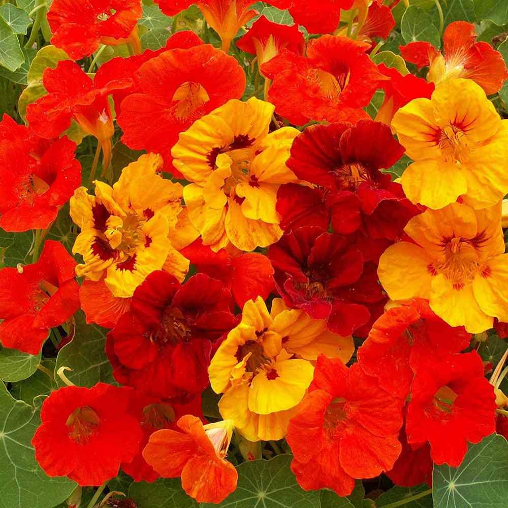Nasturtium Jewel Mix Seeds