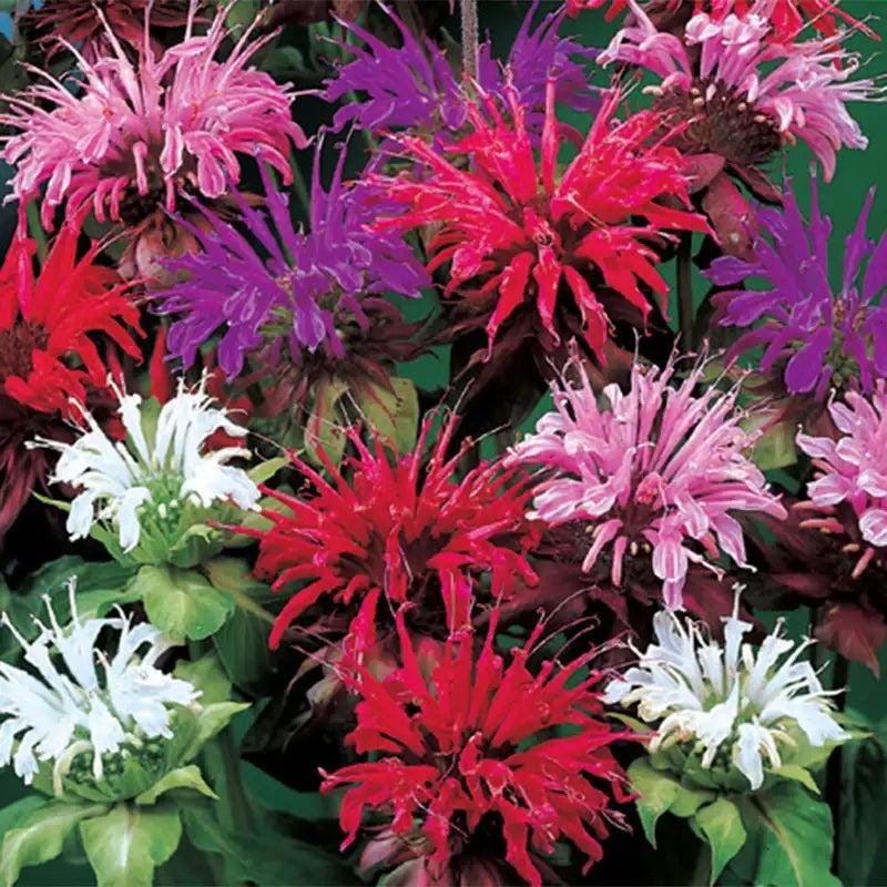 Bee Balm Mix (Monarda Didyma) | 25 seeds