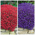 Aubrieta Mix Seeds "Twist"- "Rock Cress Cascade Red and Blue"