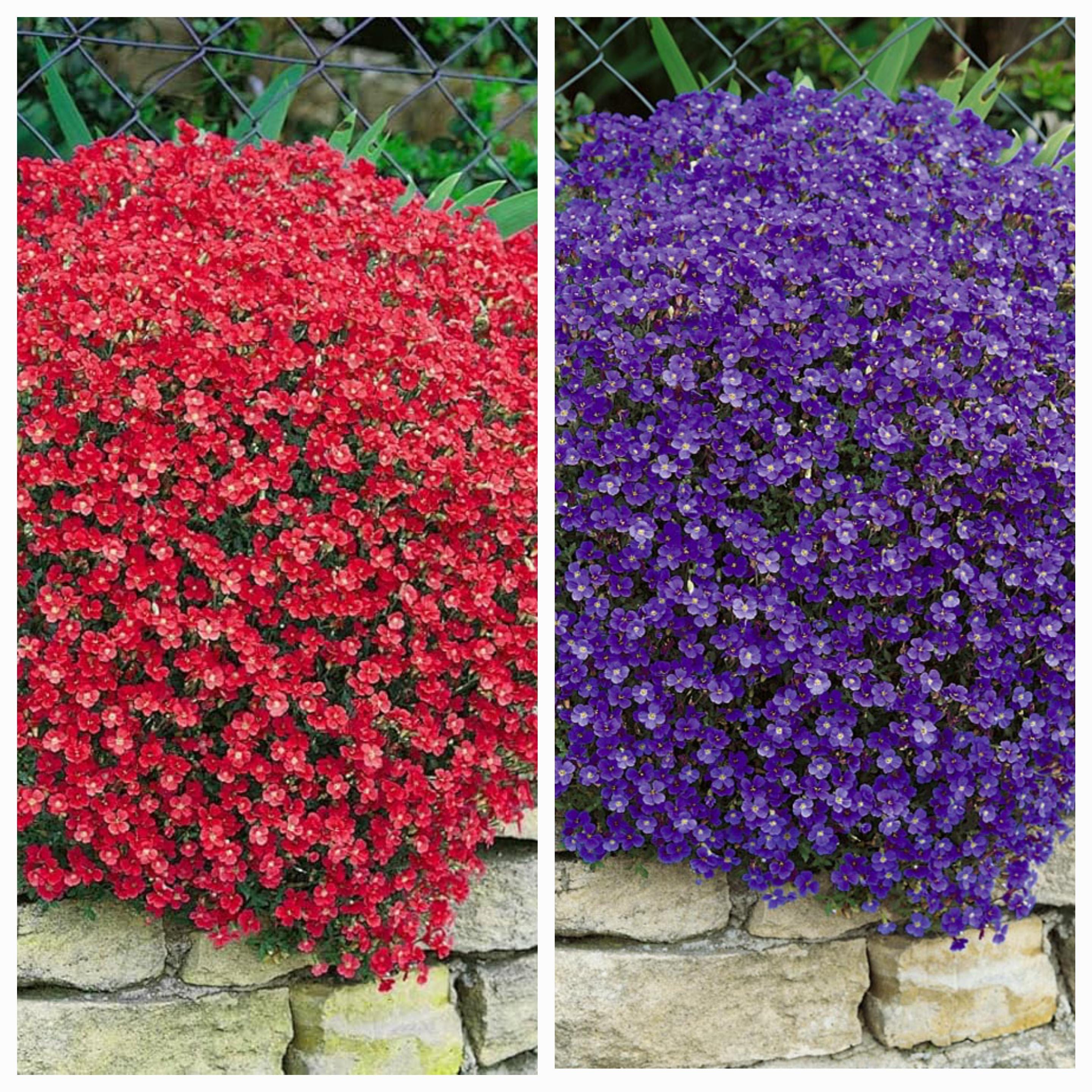 Aubrieta Mix Seeds "Twist"- "Rock Cress Cascade Red and Blue"