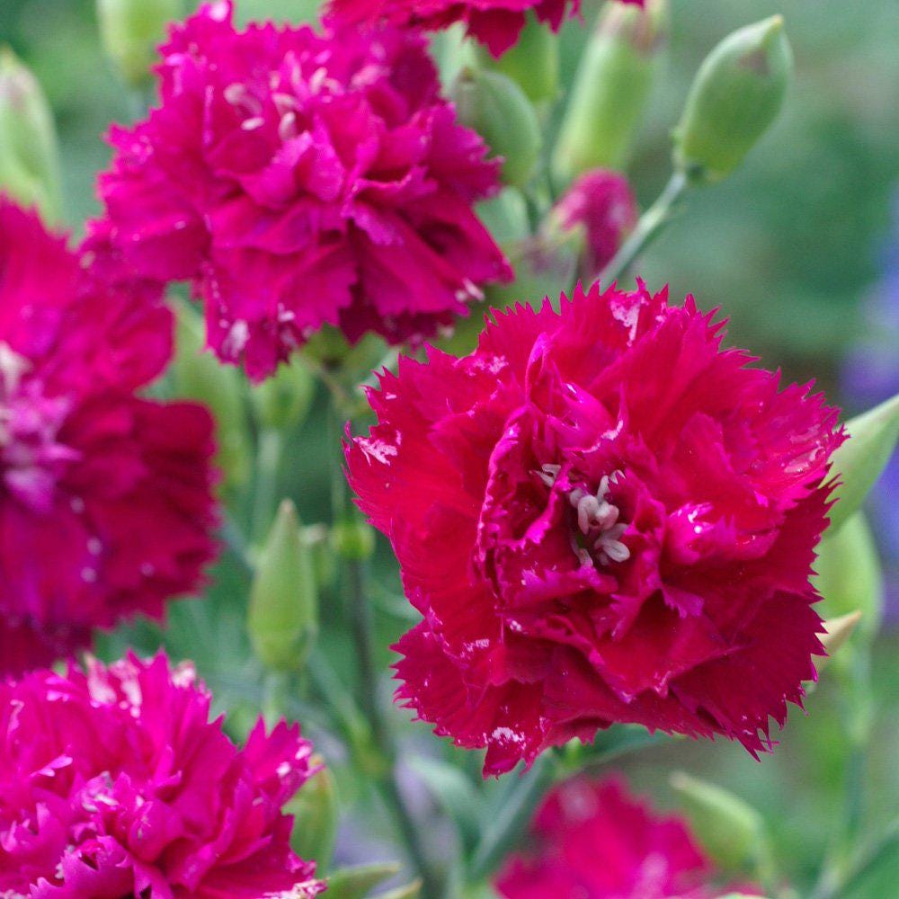Carnation Seeds - "Chabaud Magenta"