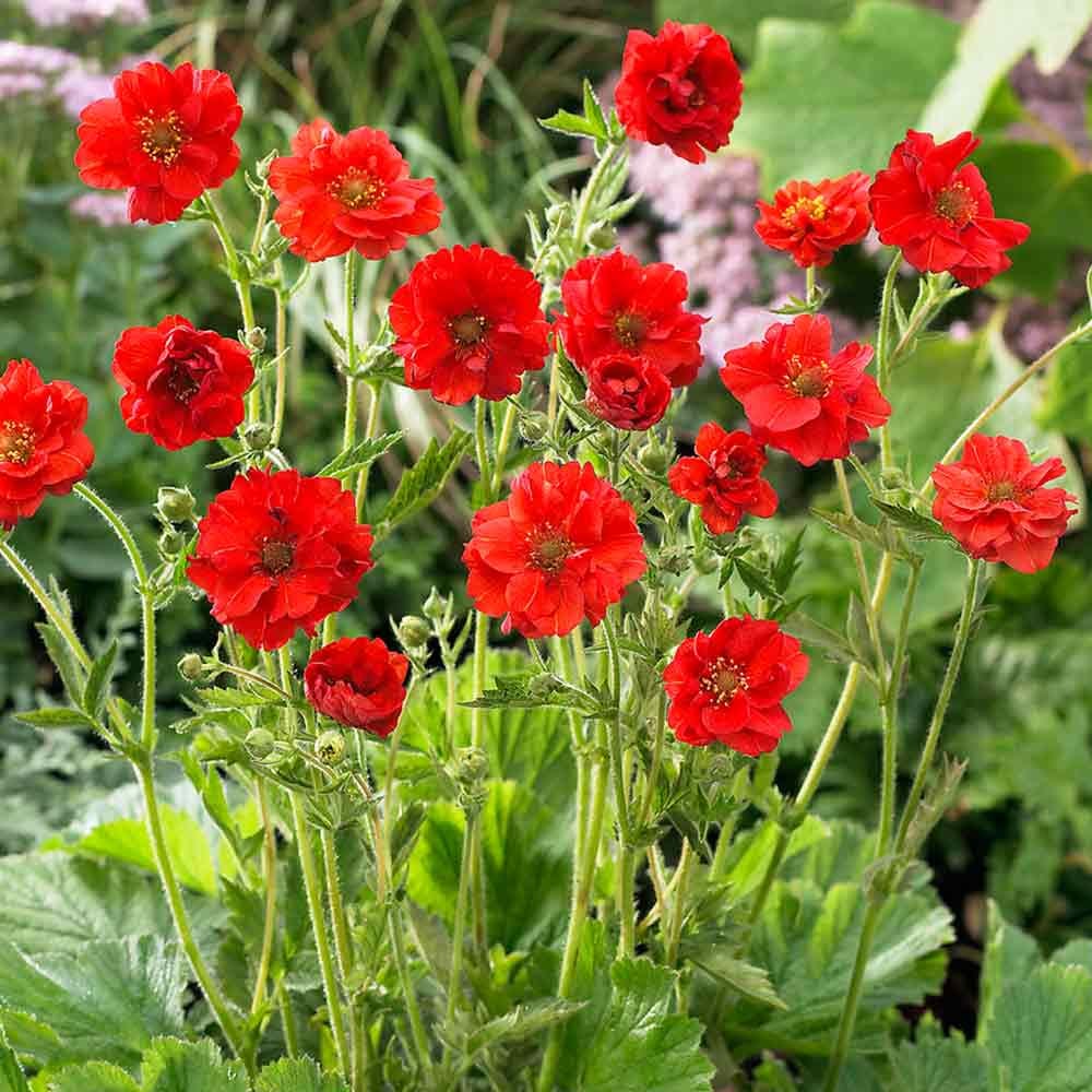 Geum "Mrs. Bradshaw" and "Lady Stratheden" Mix seeds