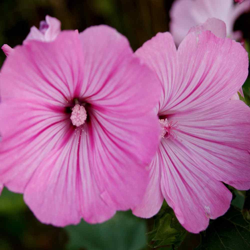 Rose Mallow Seeds - "Loveliness"