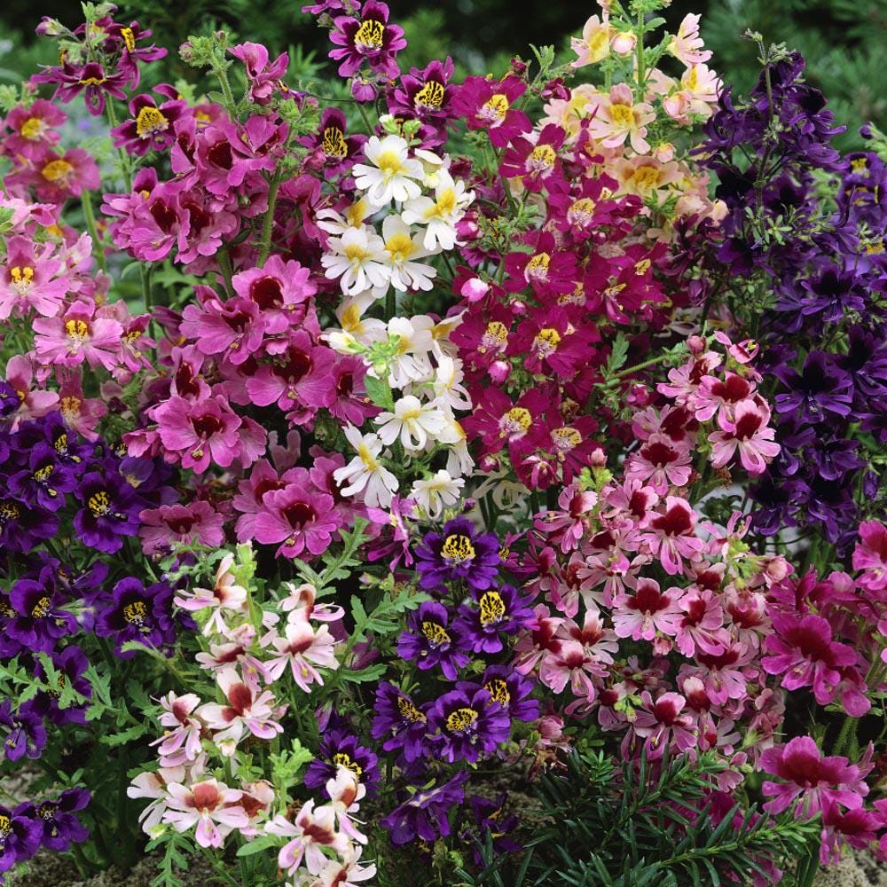 Butterfly Flower Mix (Schizanthus x Wisetonensis Angel Wings)