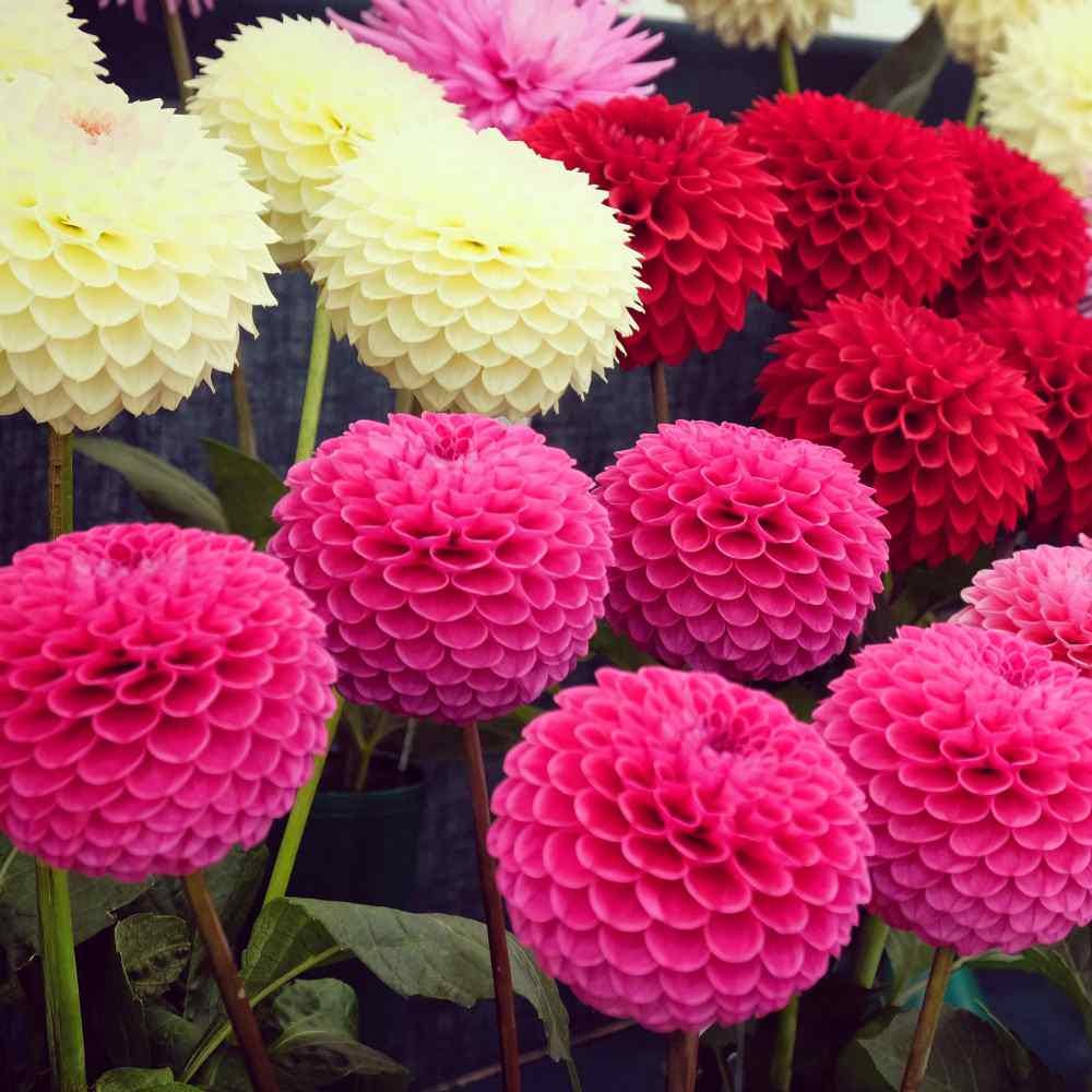 25 - Dahlia Variabilis Pompon Mix seeds