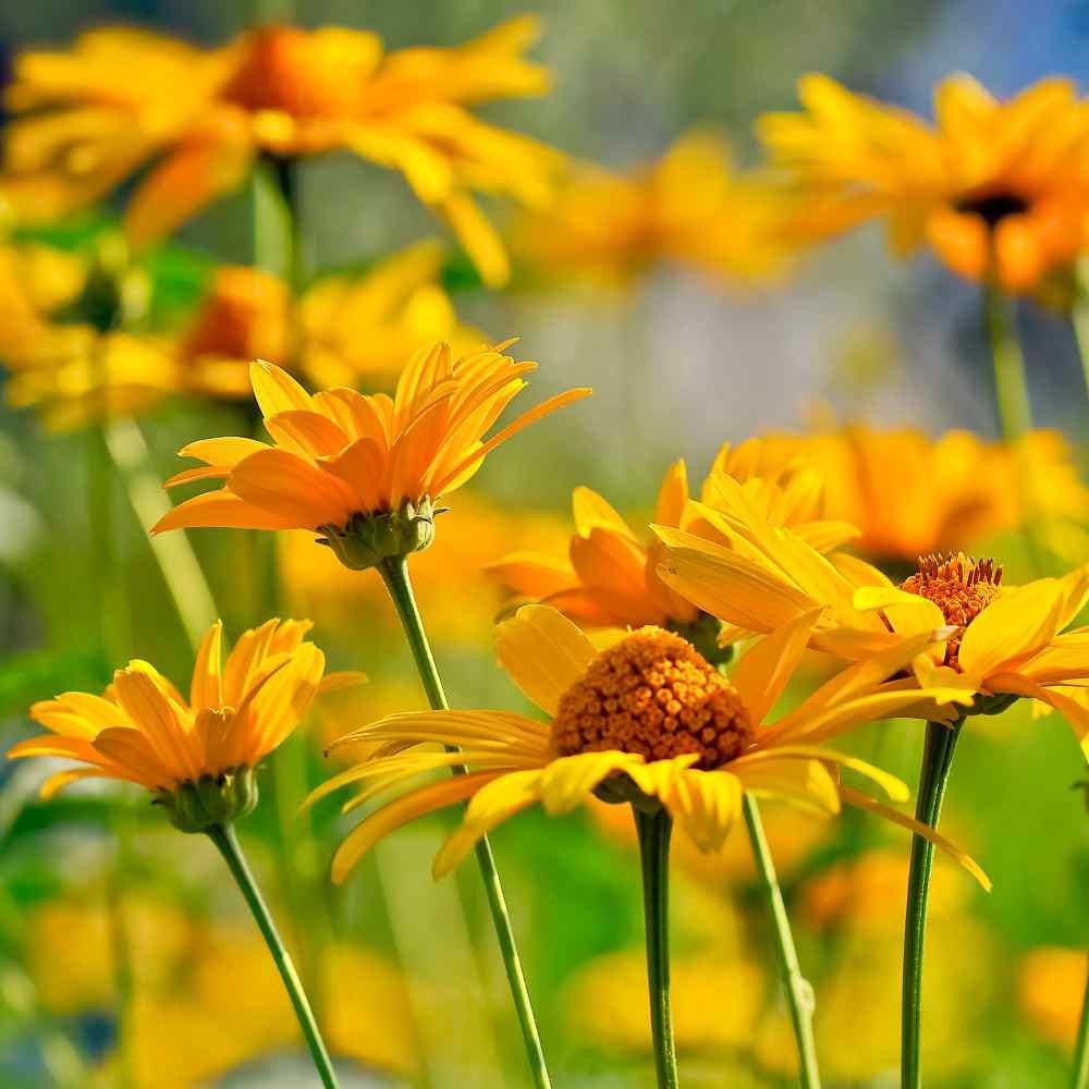 Heliopsis "Summer Sun" seeds