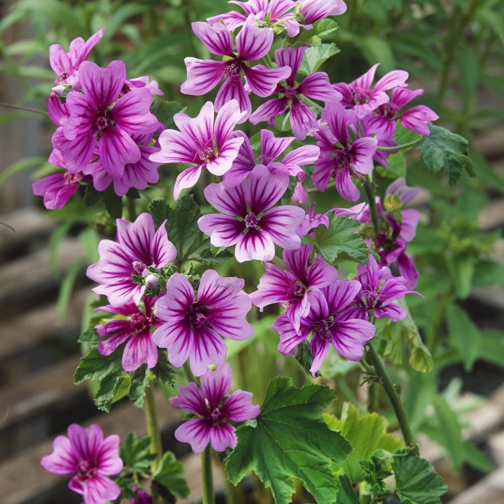 Hollyhock "Zebrina" seeds