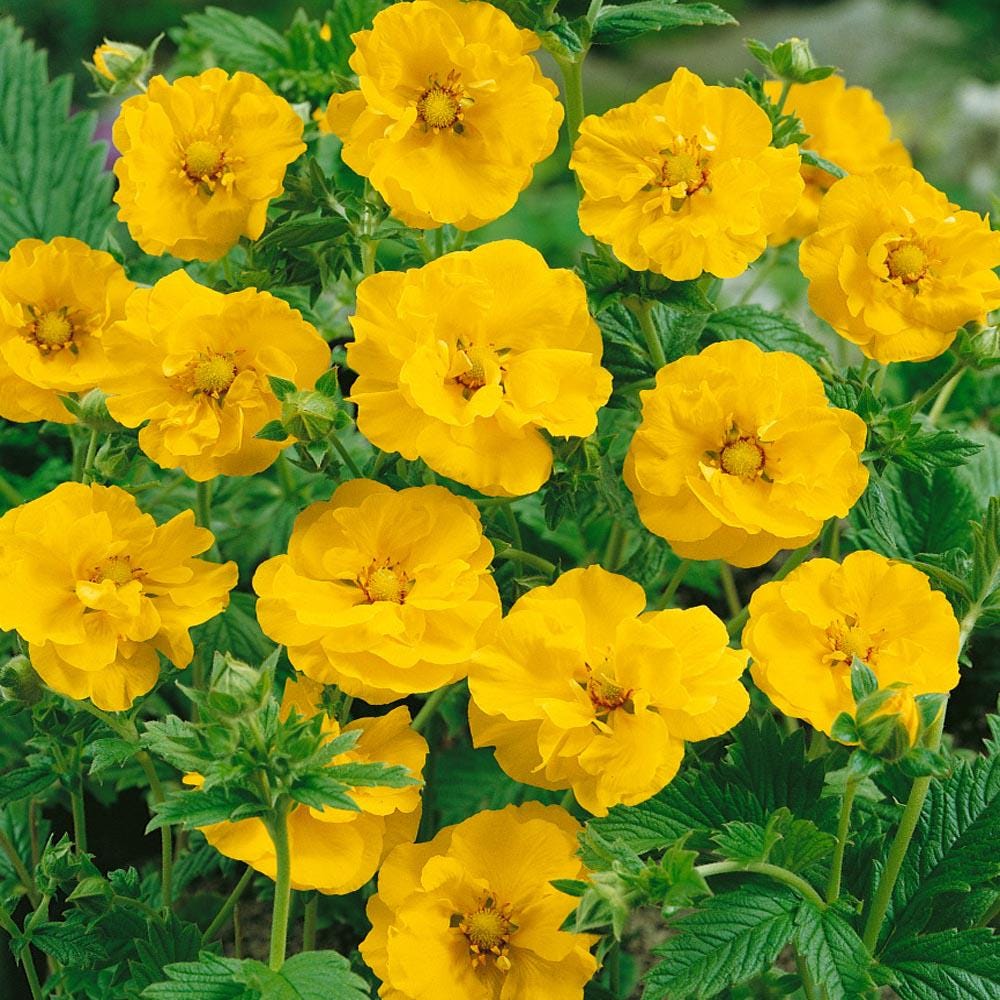 Geum "Lady Stratheden" seeds