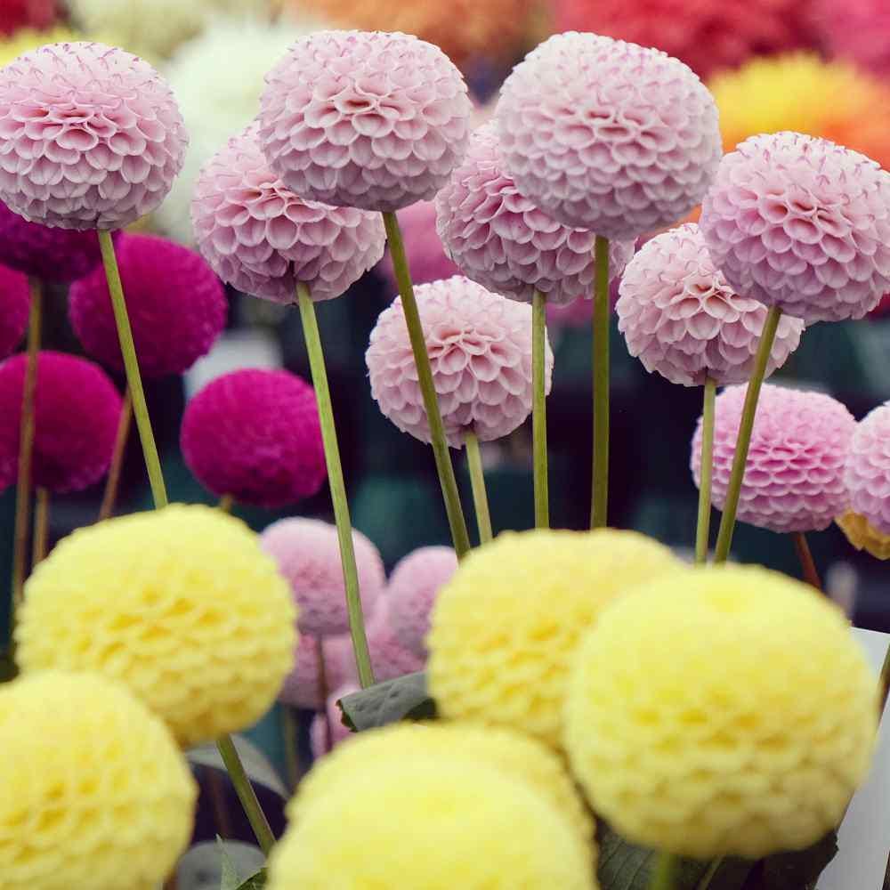 25 - Dahlia Variabilis Pompon Mix seeds