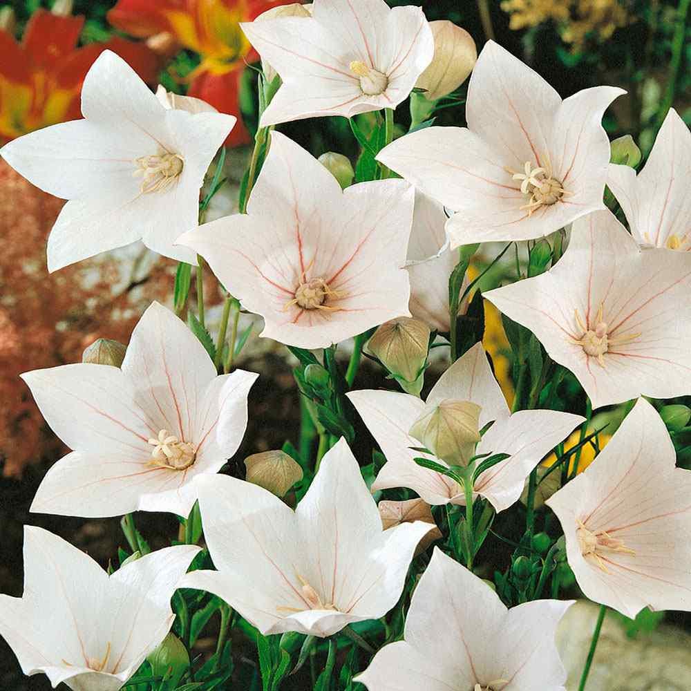 Balloon Flower seeds "Twist" - "Rose & White"
