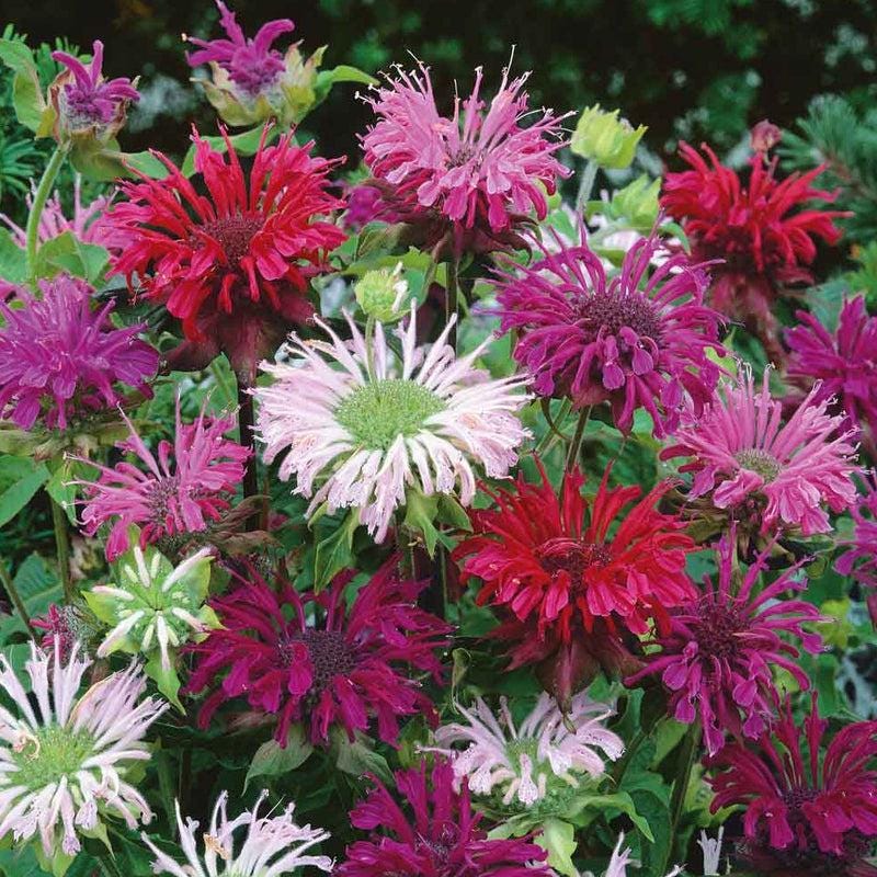 Bee Balm Mix (Monarda Didyma) | 25 seeds