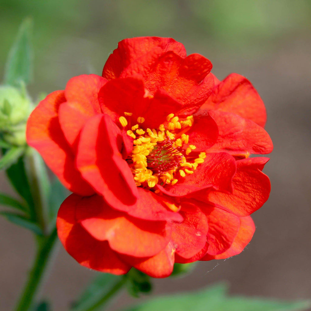 Geum "Mrs. Bradshaw" seeds