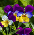 Johnny Jump-up (Viola cornuta) Mix