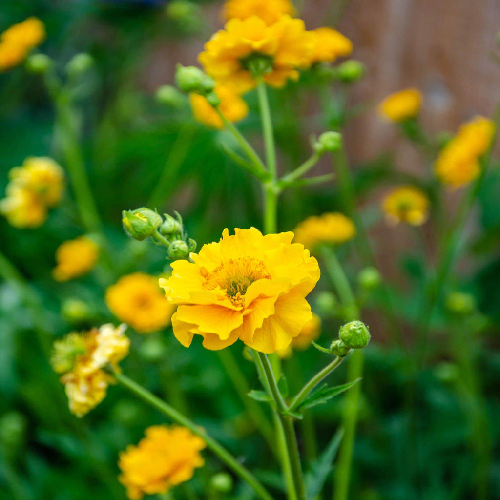 Geum "Lady Stratheden" seeds