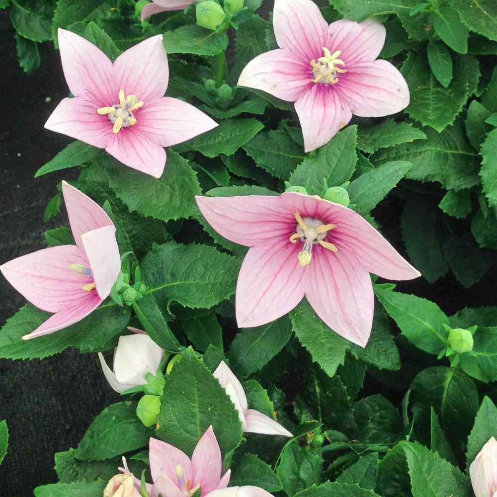 Balloon Flower seeds "Twist" - "Rose & White"