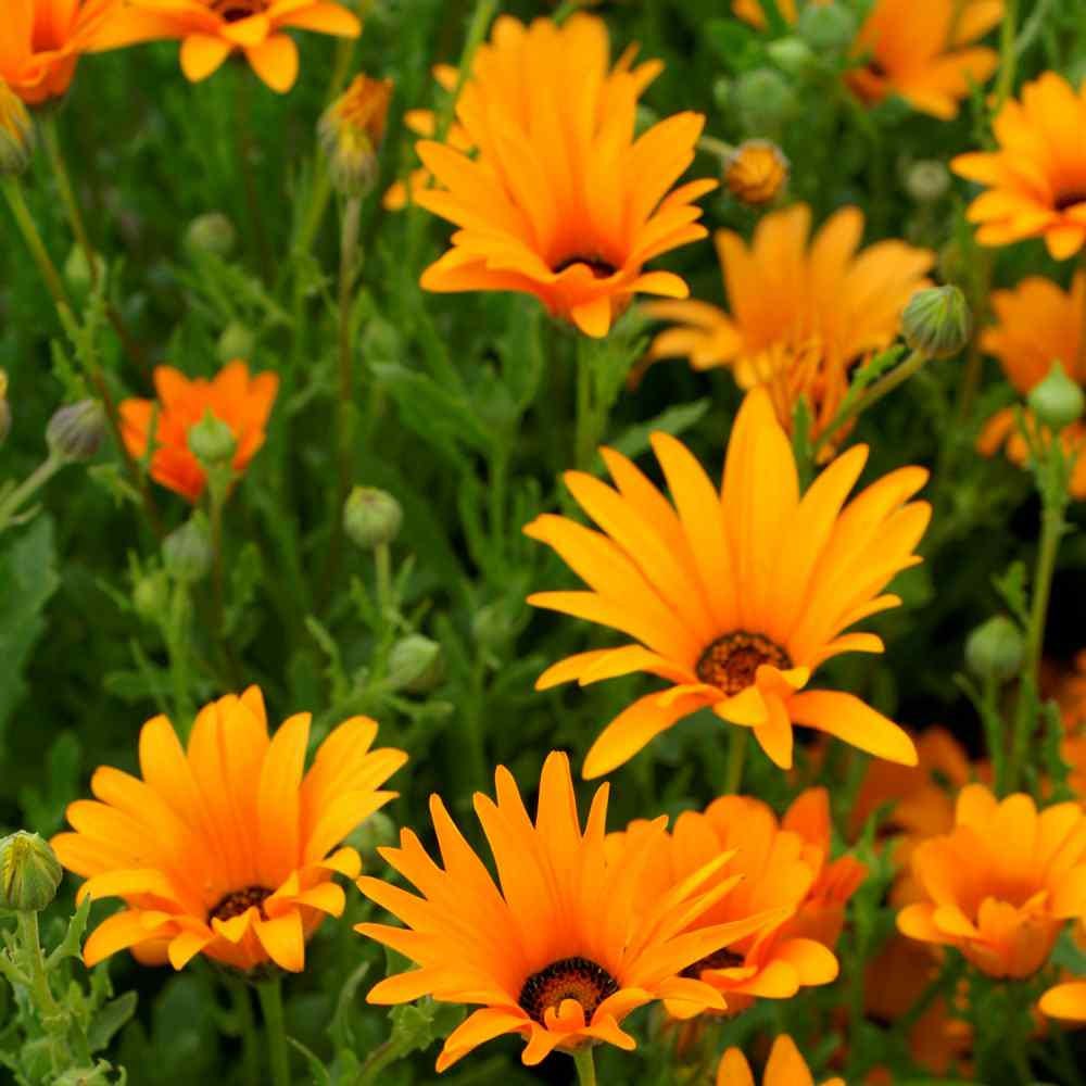 African Daisy "Twist" seeds - "Orange and Yellow"