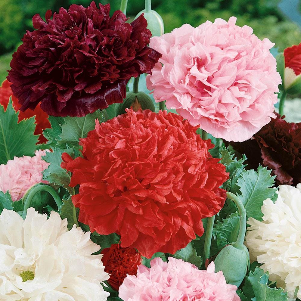 Peony Poppy (Papaver Paeoniflorum Double Mix)