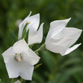 Balloon Flower Seeds - "White"