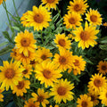 Heliopsis "Summer Sun" seeds