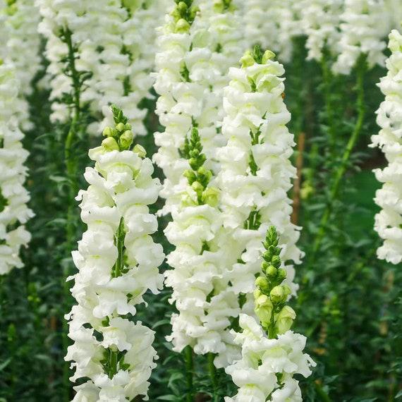 Snapdragons "Appleblossom" and "Snowflake" Mix seeds