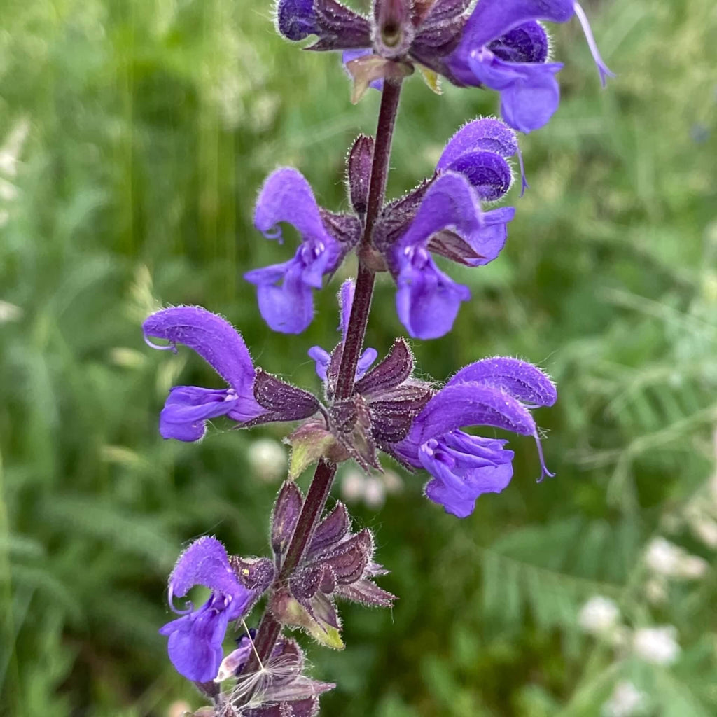 Salvia Pratensis "Blue-Purple"