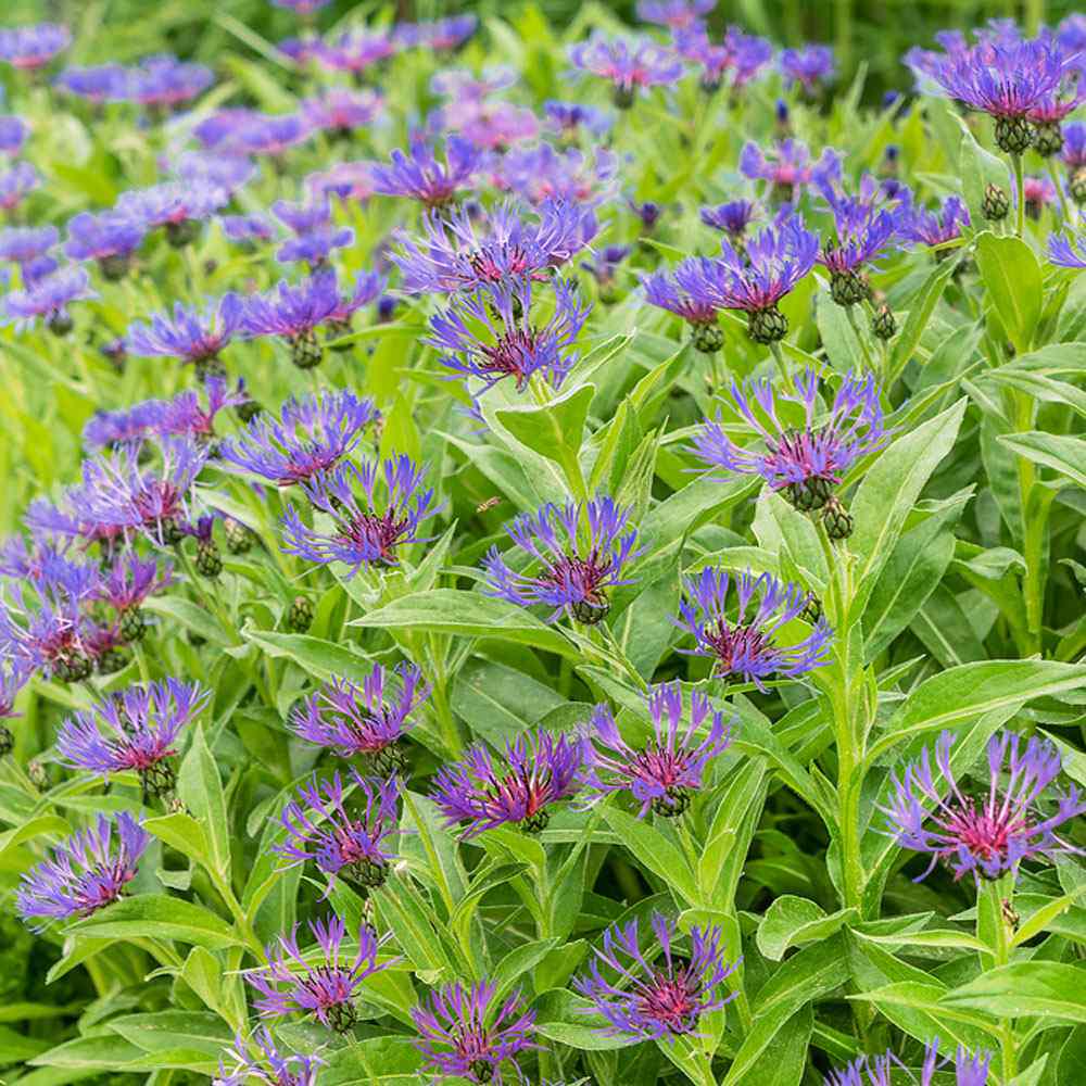 Cornflower Seeds - "Montana"