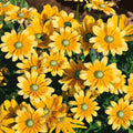 Rudbeckia Hirta Green Eyes