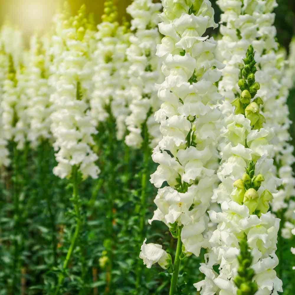 Snapdragon "Snowflake" seeds