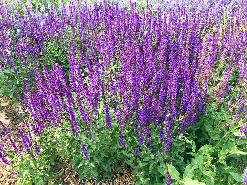 Salvia Pratensis "Blue-Purple"