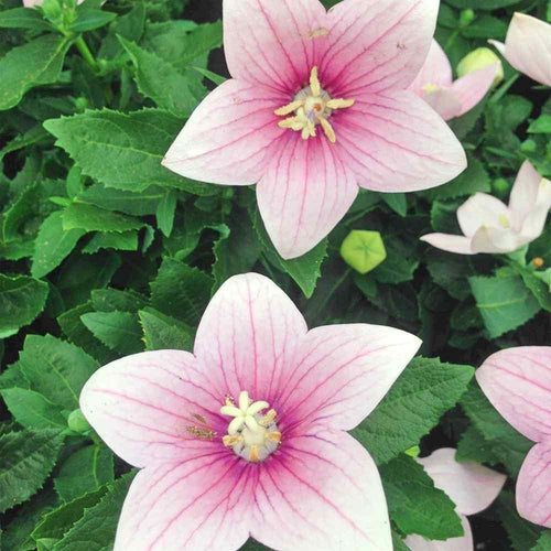 Balloon Flower seeds "Twist" - "Rose & White"