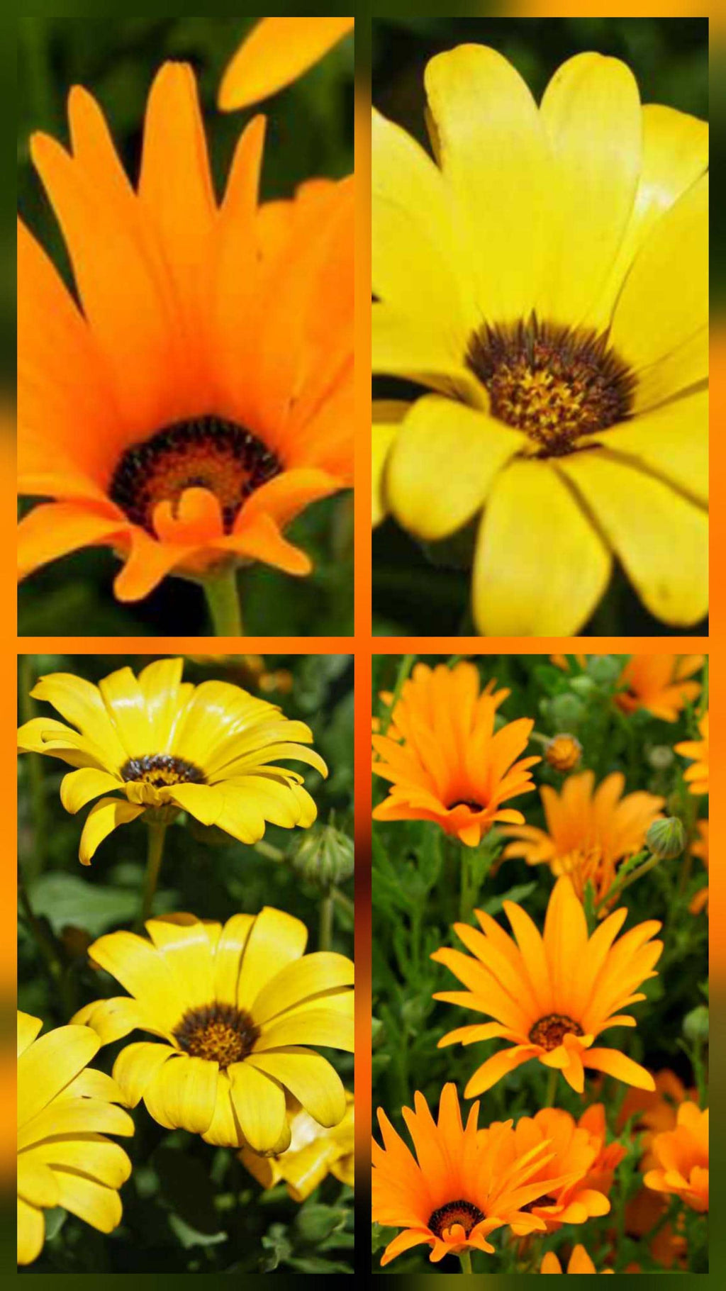 African Daisy "Twist" seeds - "Orange and Yellow"