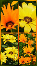 African Daisy "Twist" seeds - "Orange and Yellow"
