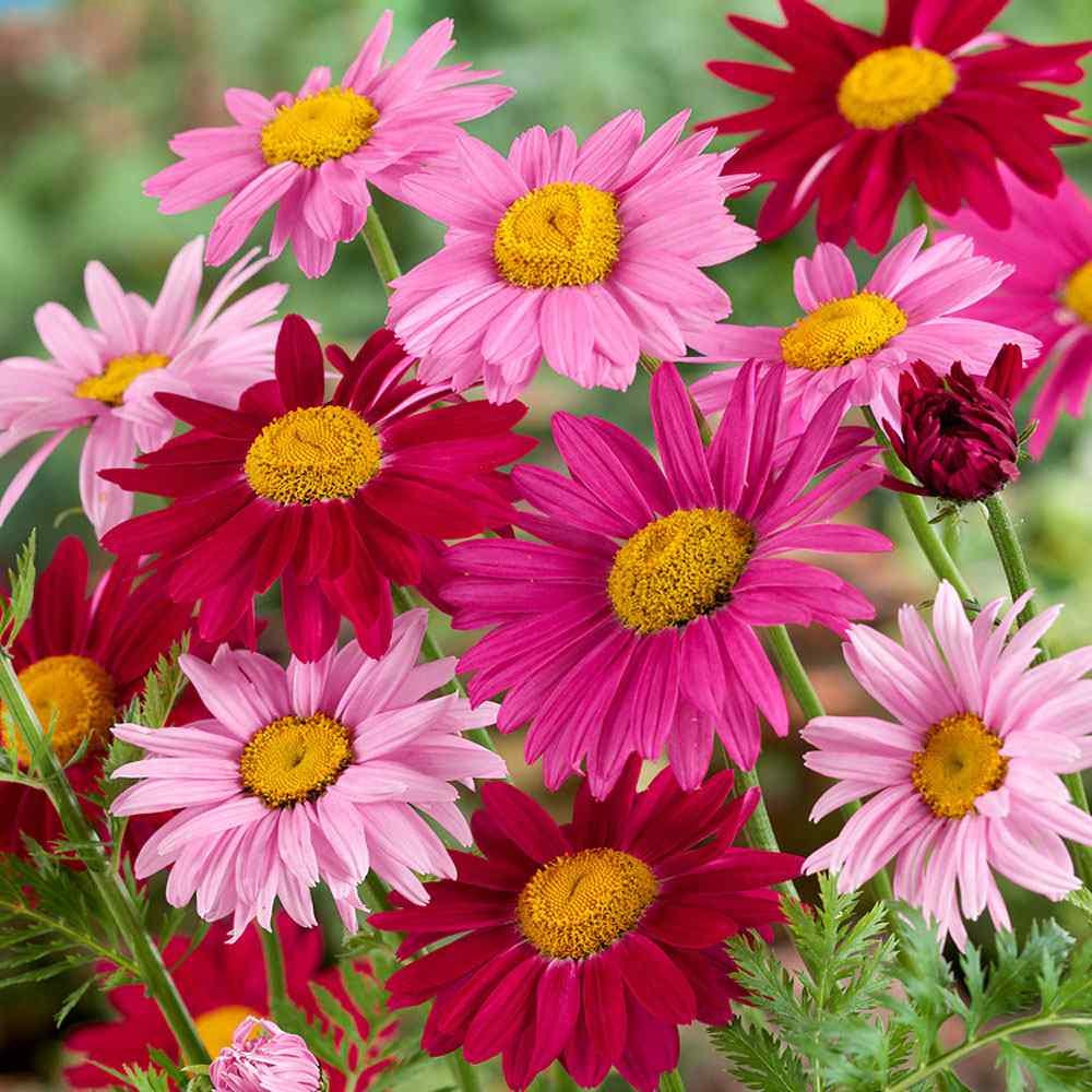 Chrysanthemum "Robinson's Mix" seeds