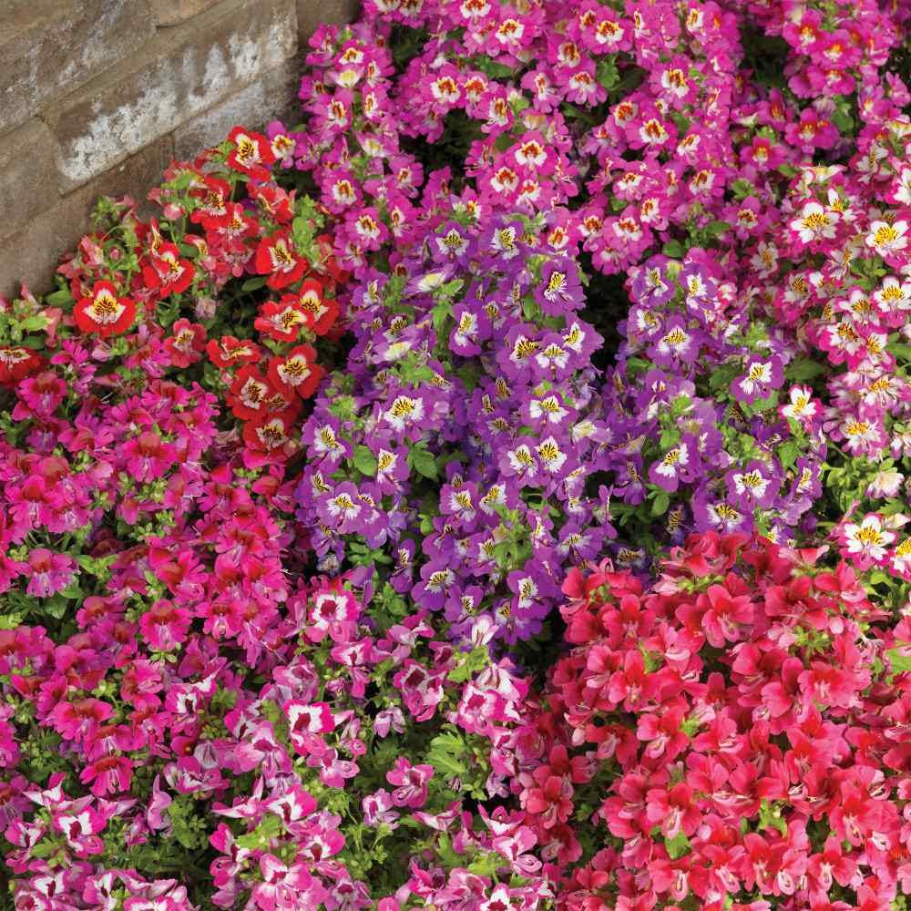 Butterfly Flower Mix (Schizanthus x Wisetonensis Angel Wings)