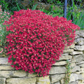 Aubrieta Seeds - "Rock Cress Cascade Red"