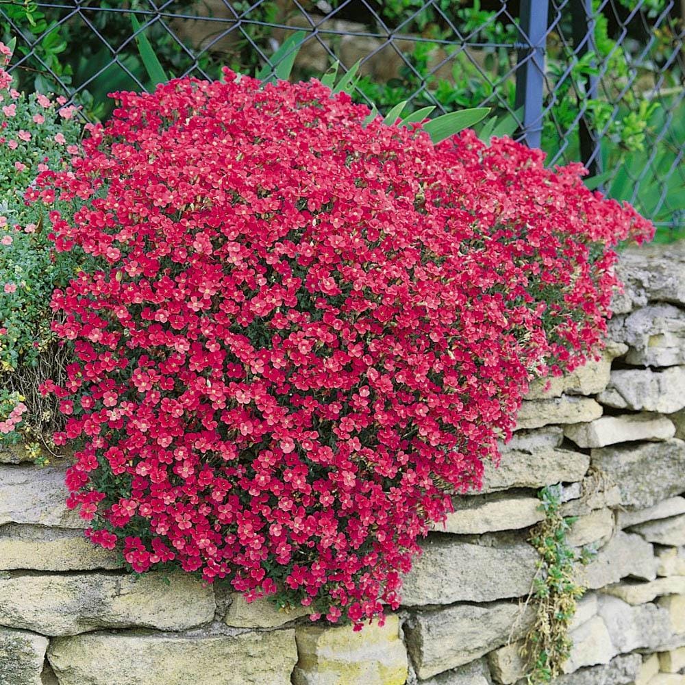 Aubrieta Seeds - "Rock Cress Cascade Red"