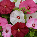 5 - Hibiscus Mix Seeds
