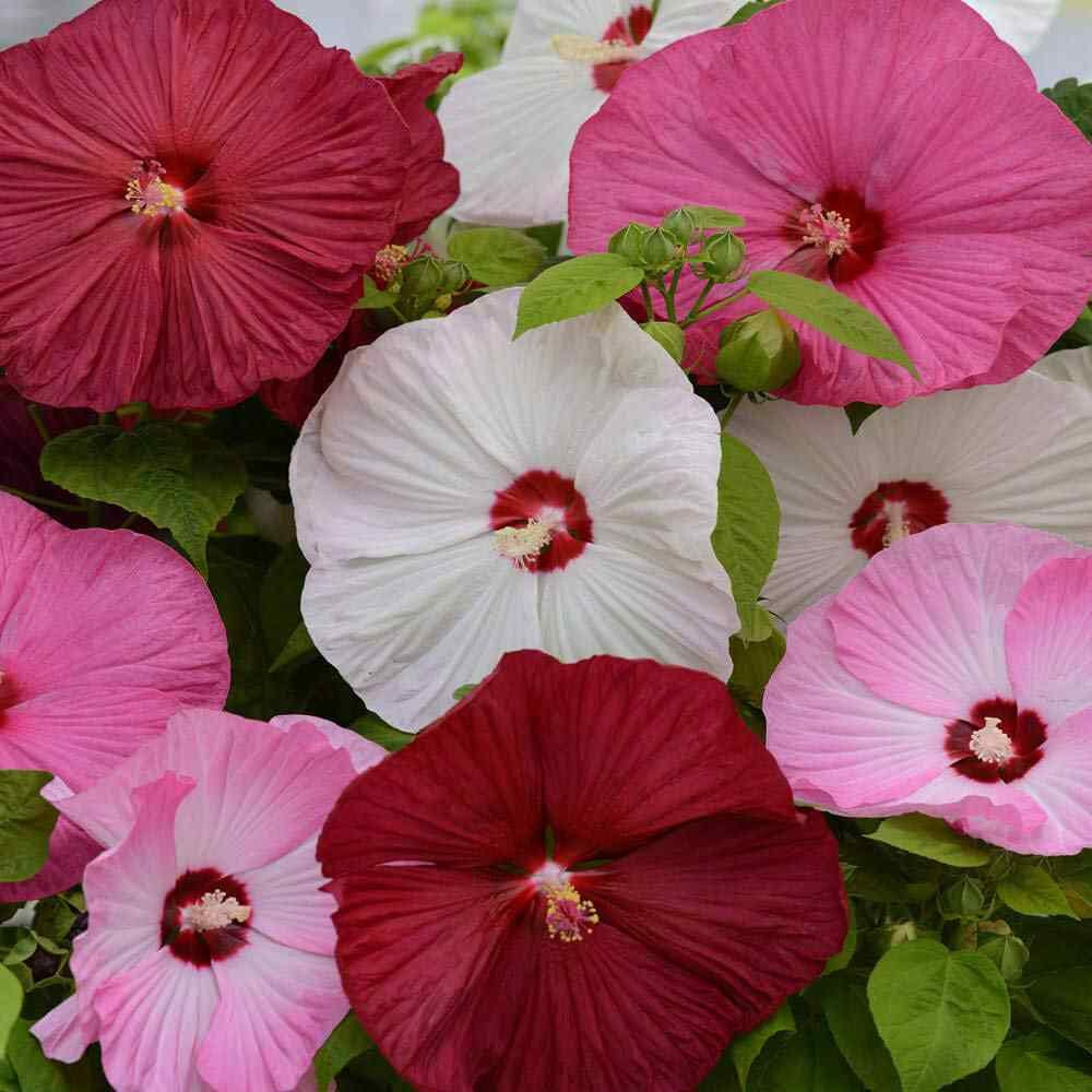 5 - Hibiscus Mix Seeds