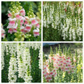 Snapdragons "Appleblossom" and "Snowflake" Mix seeds