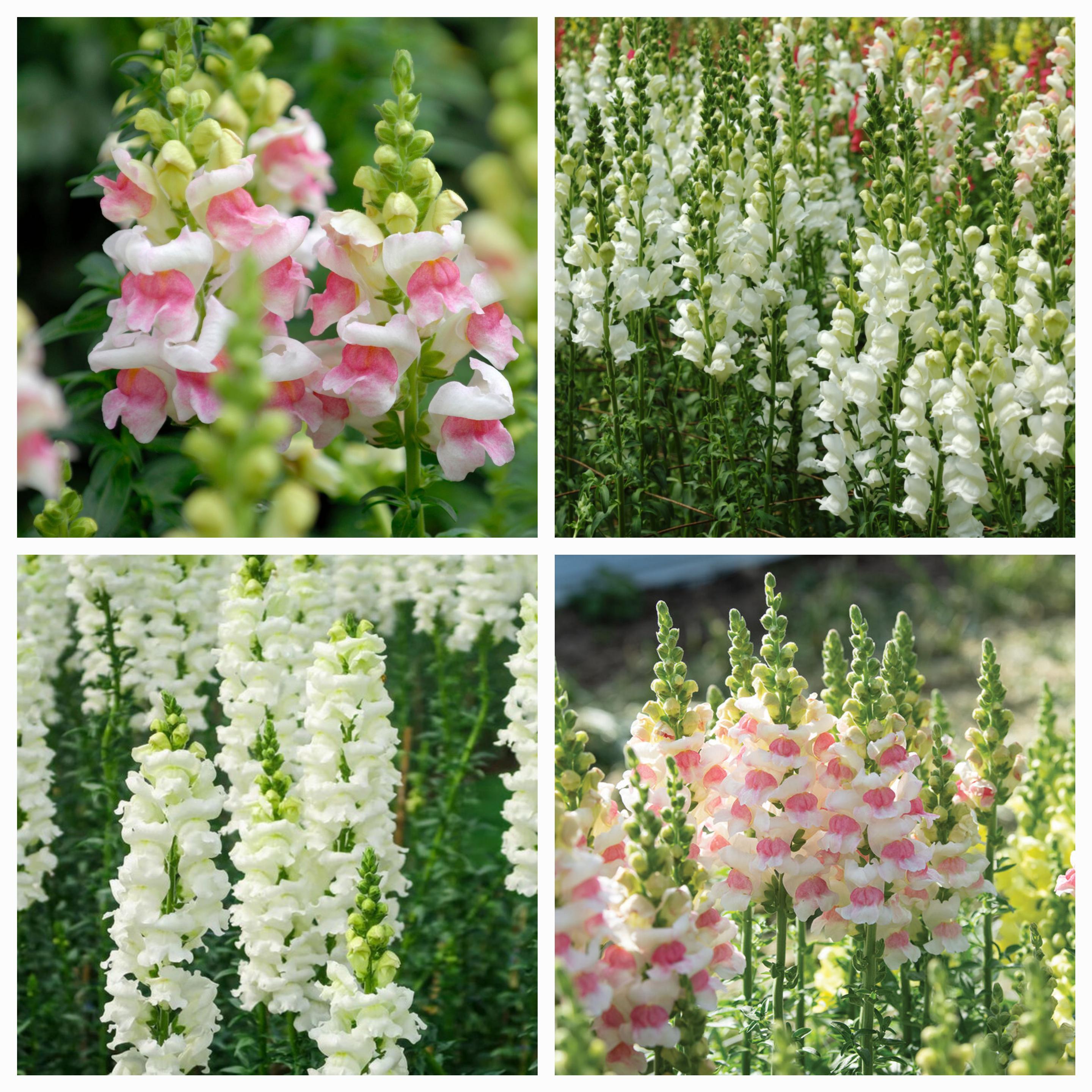 Snapdragons "Appleblossom" and "Snowflake" Mix seeds