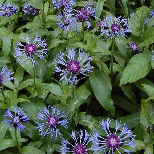 Cornflower Seeds - "Montana"