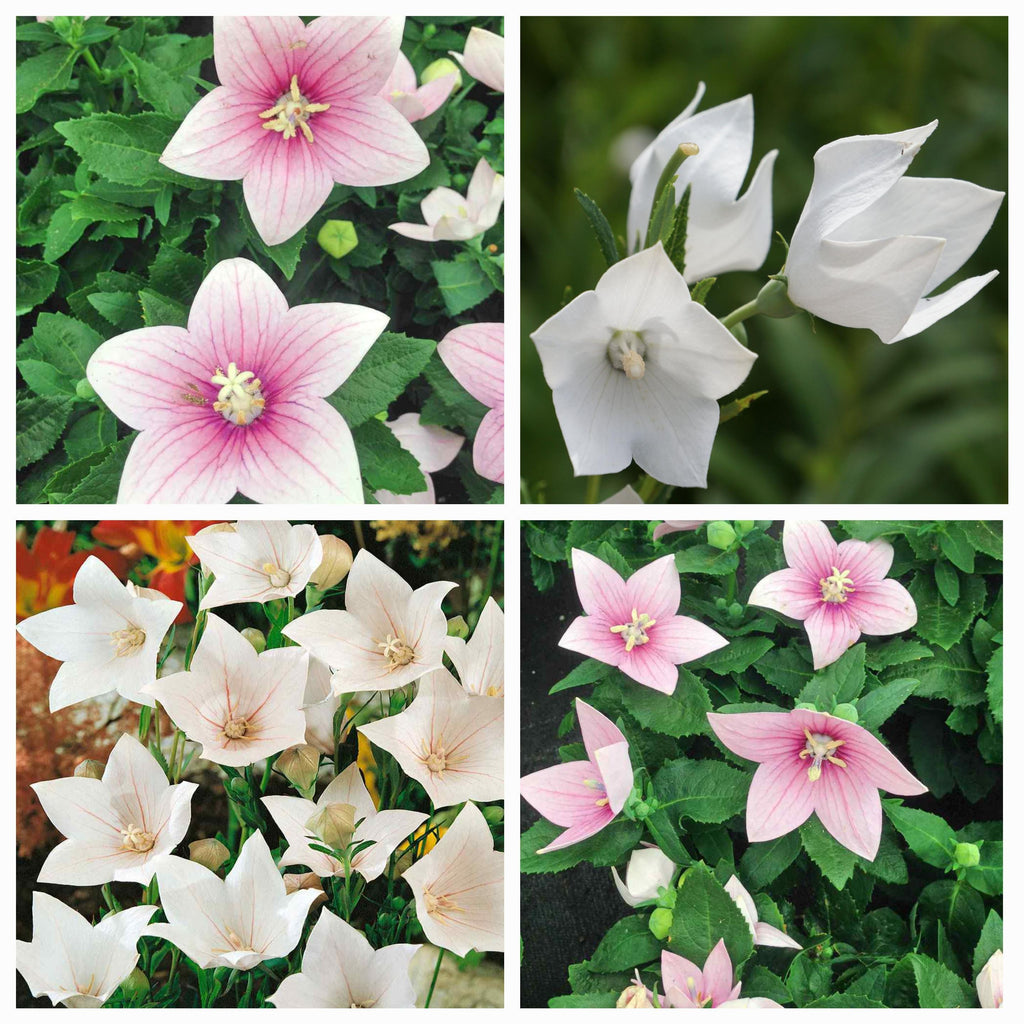 Balloon Flower seeds "Twist" - "Rose & White"