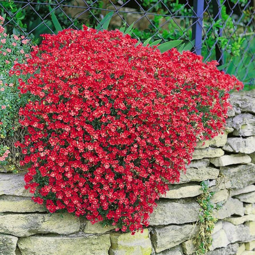 Aubrieta Mix Seeds "Twist"- "Rock Cress Cascade Red and Blue"