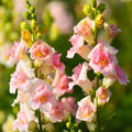 Snapdragon "Appleblossom" seeds