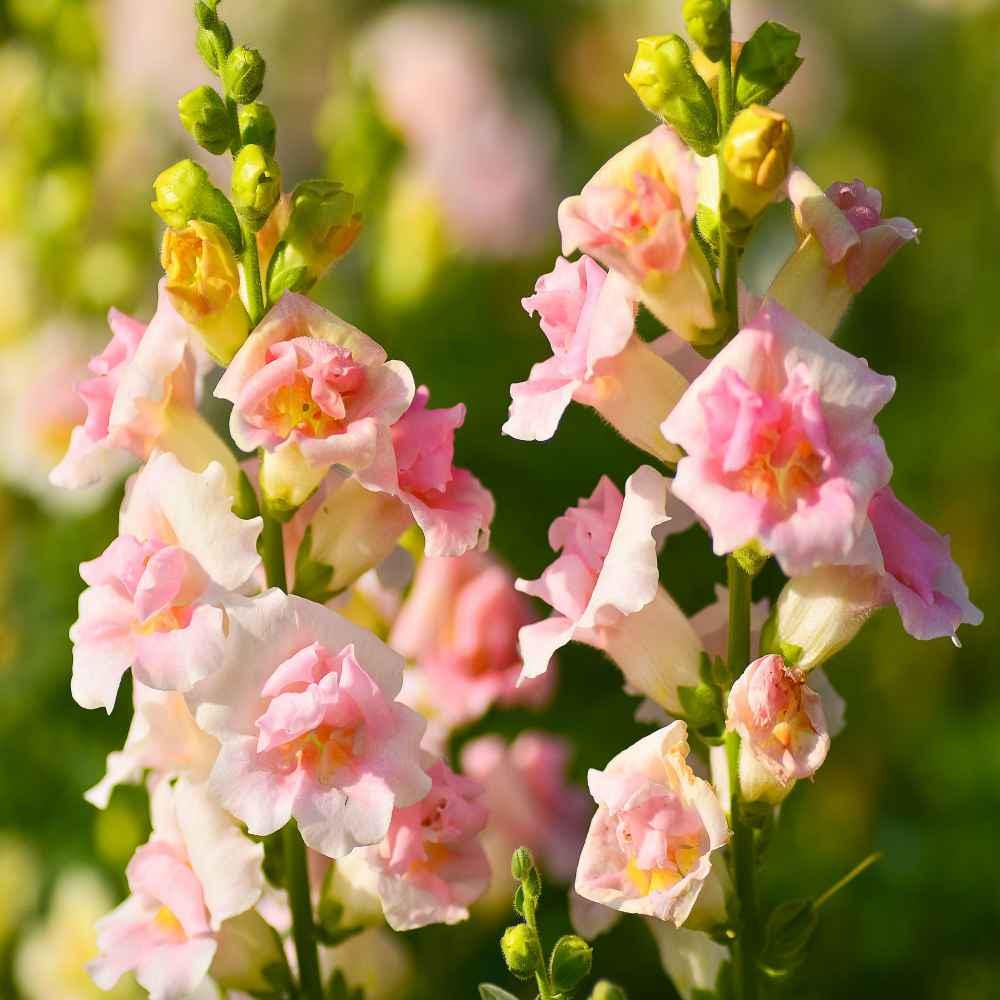 Snapdragon "Appleblossom" seeds