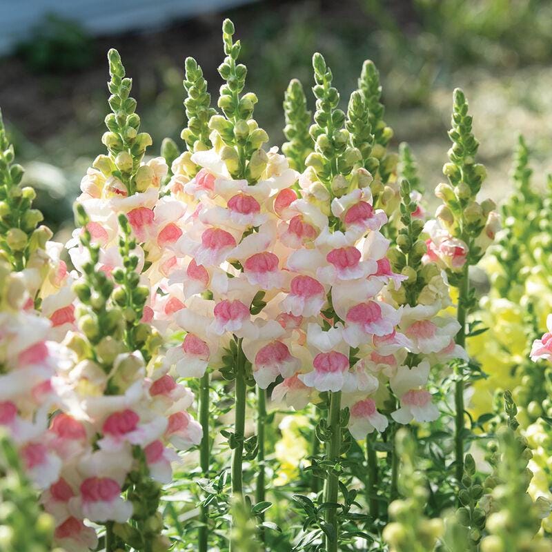 Snapdragons "Appleblossom" and "Snowflake" Mix seeds